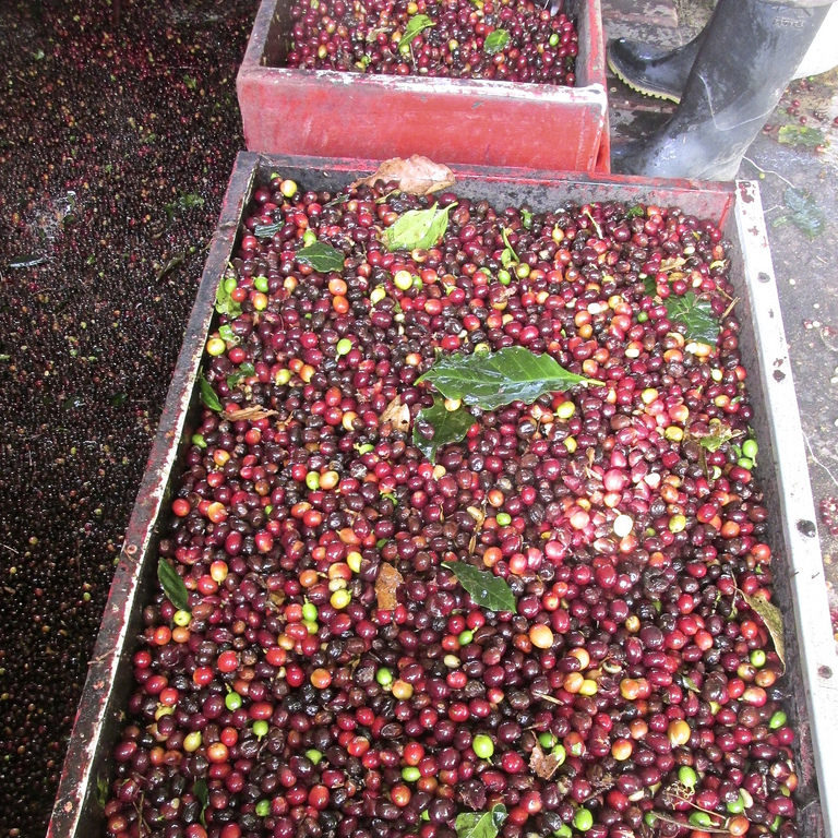 Decaf Espresso Royale Blend